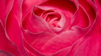 Perfect Pink Rose771362112 200x110 - Perfect Pink Rose - Tulip, Rose, Pink, Perfect